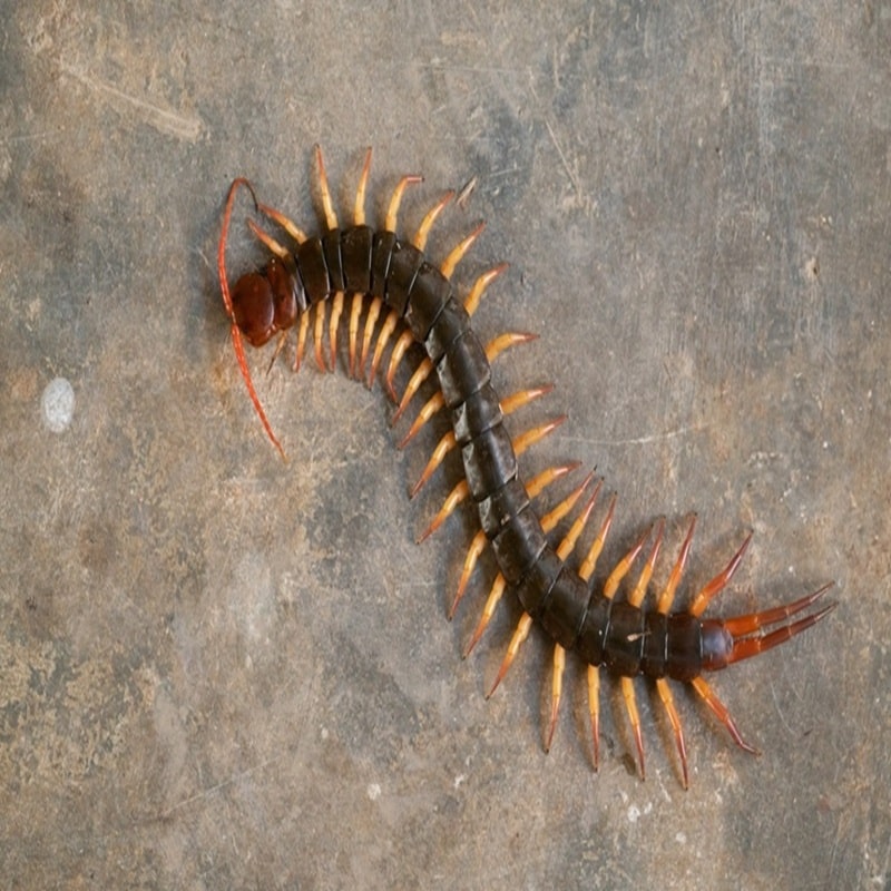 Mille-pattes (Centipèdes et Millipèdes)