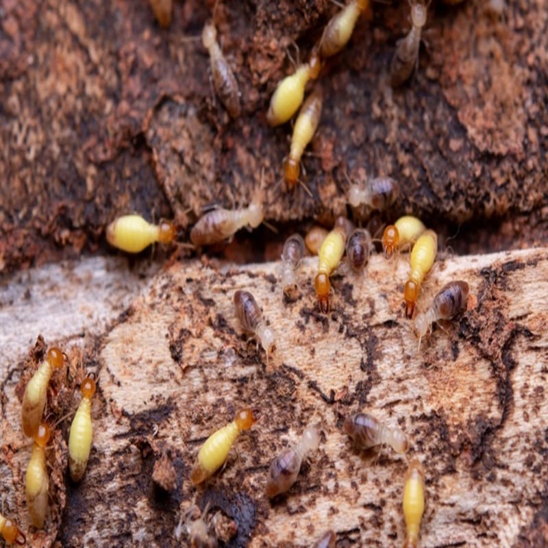 Termites